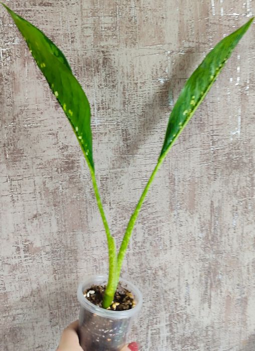 Dieffenbachia Crocodile