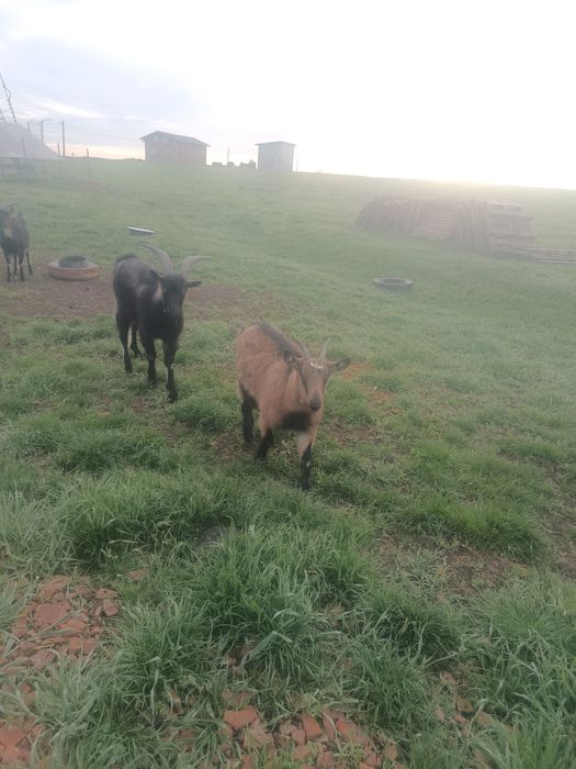 Vând țapi de 16 luni de ținut sau tăiat.