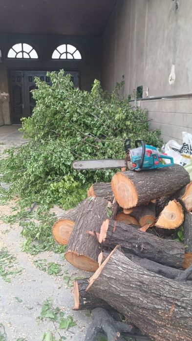 Daraxt kesish xizmati