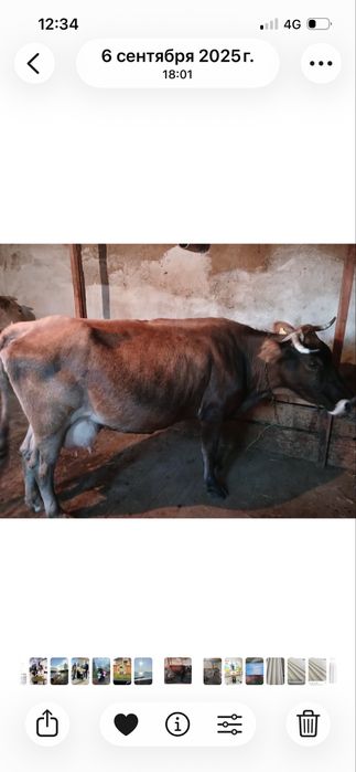 Продам корову дойную