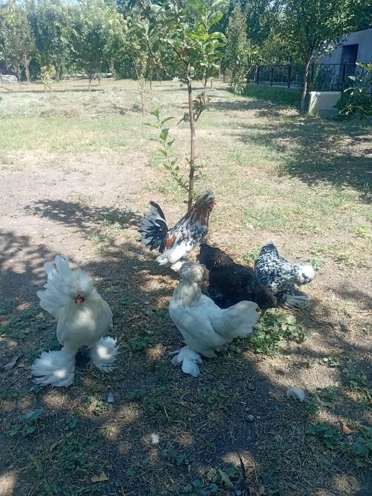 Японский султанка кораз тоук