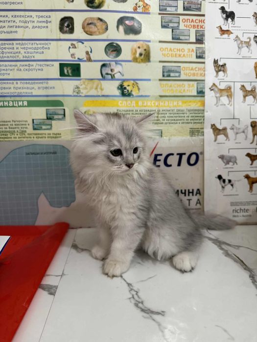 Британска дългокосместа сребърна  чинчила