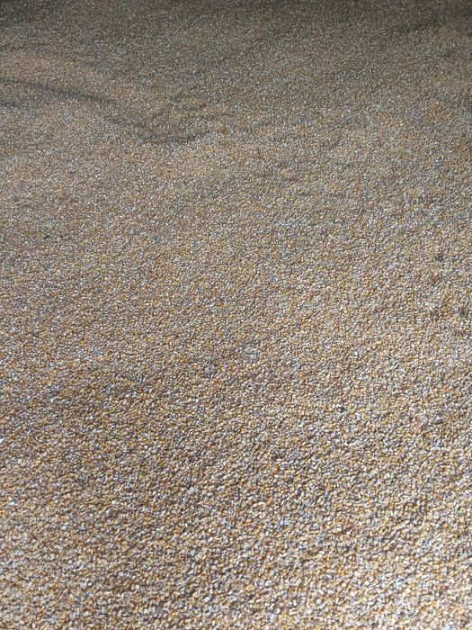 Vând porumb bob semi sticlos