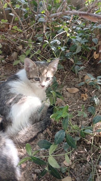 В добрые руки, котята