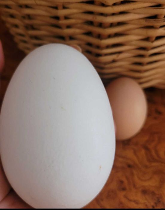 Vand oua bio Rată si Gaina