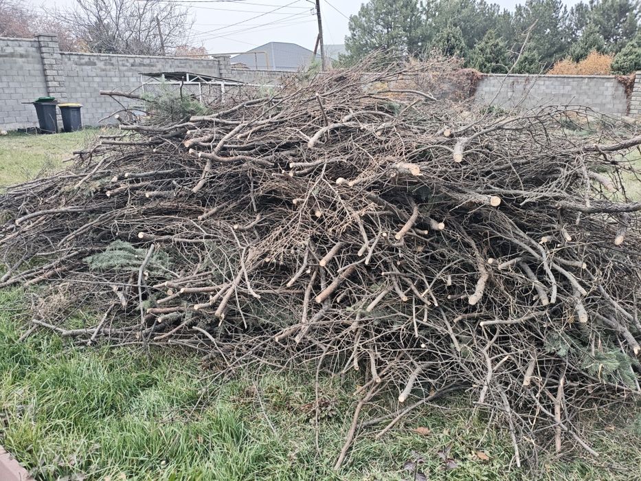 Бесплатно. Деревья сухая самовывоз