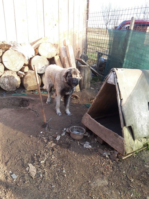 Femelă ciobănesc foarte bună de oi prețul se discută la telefon