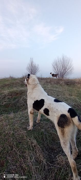 Алабай сотилади тоза кон