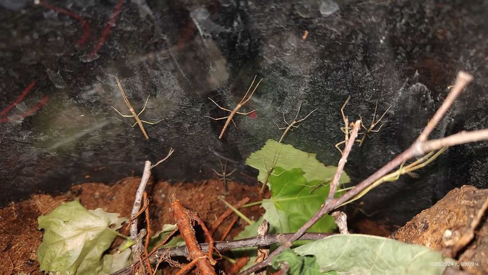 Анамската пръчка  или Annam walking stick - пръчици