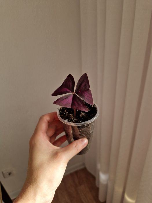 Кислица, зеленая и фиолетовая черенки