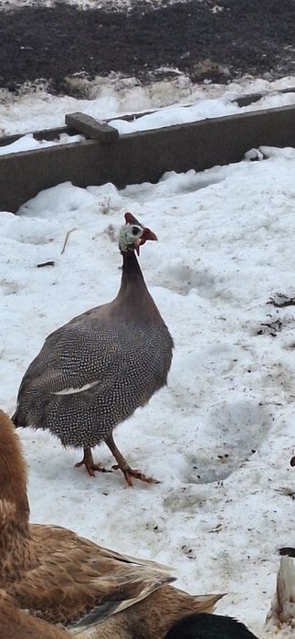 Vând masculi de bibilica