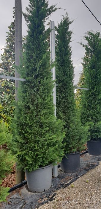 Cupresus leylandy 4/5m