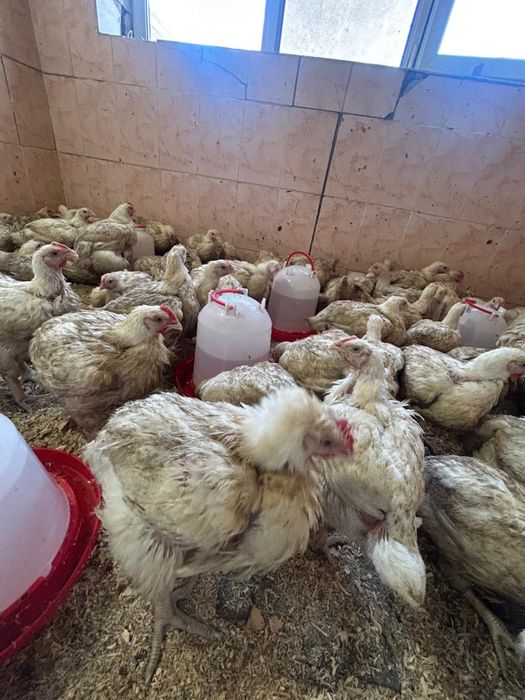 Продам цыплят домашние