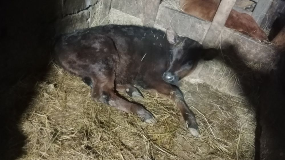 Продам телят .Бычек и две телочки