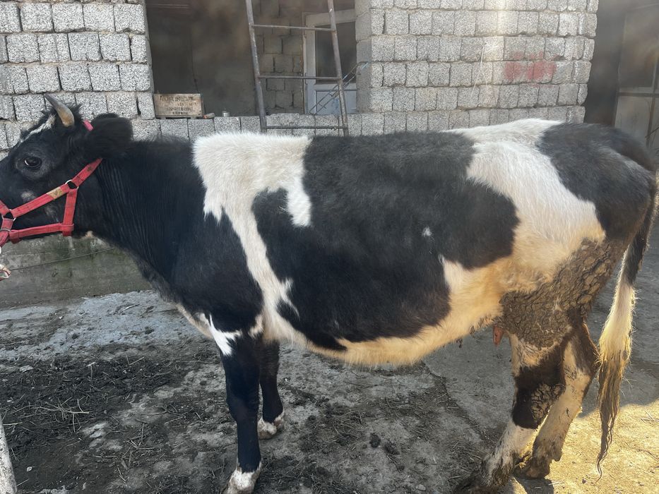 Сиыр бар 1 туған