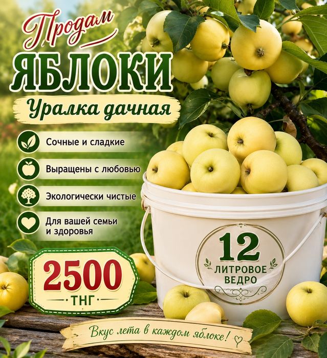 Яблоки уралка   сладкие