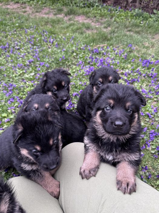 щенки немецкой овчарки