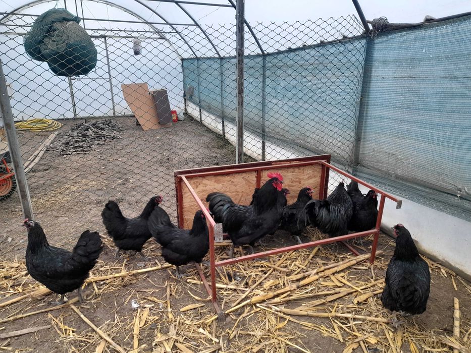 Pui leghorn si australorp, oua de incubat