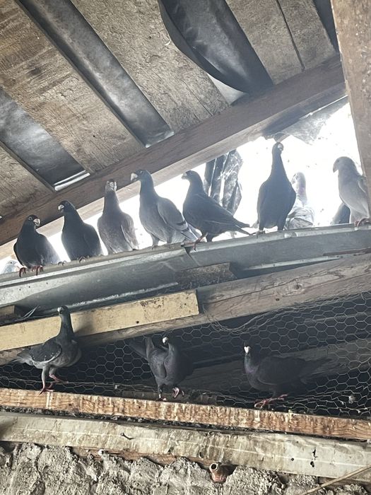 Vand porumbei germani