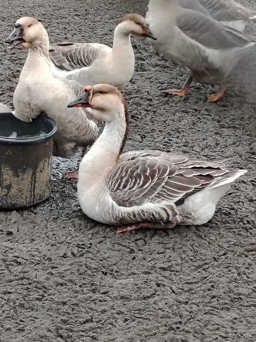 Ouă pentru încubat de la gîste americane