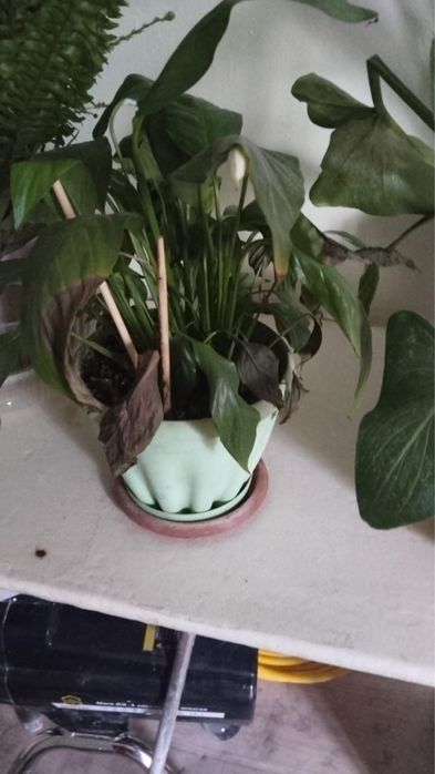 Домашние цветы разное