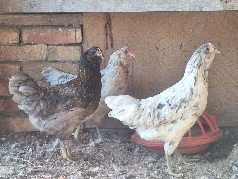 Продам куры джерсийский гигант