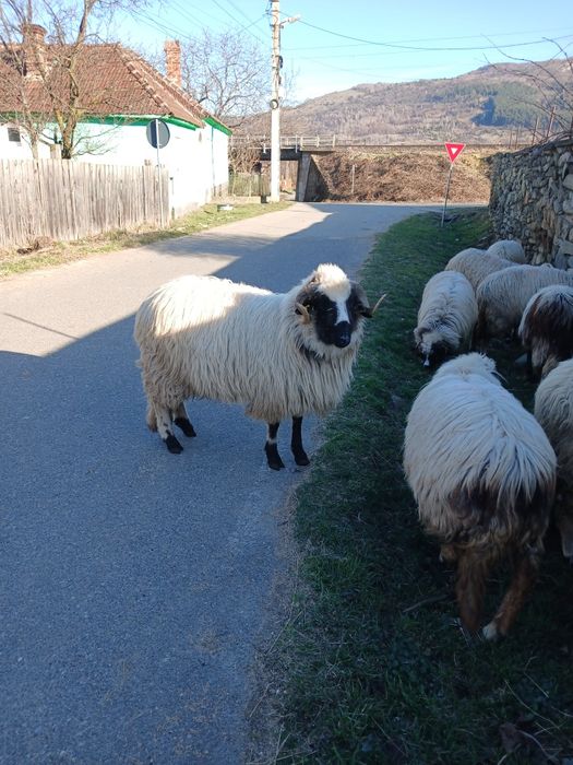 Berbecuț de vanzare