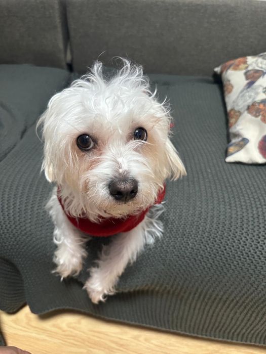 Donam - Mascul 2 ani