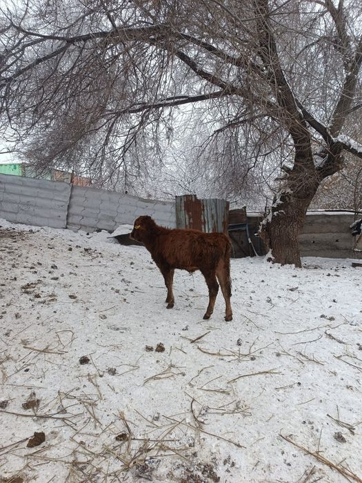 Продам быка бык.