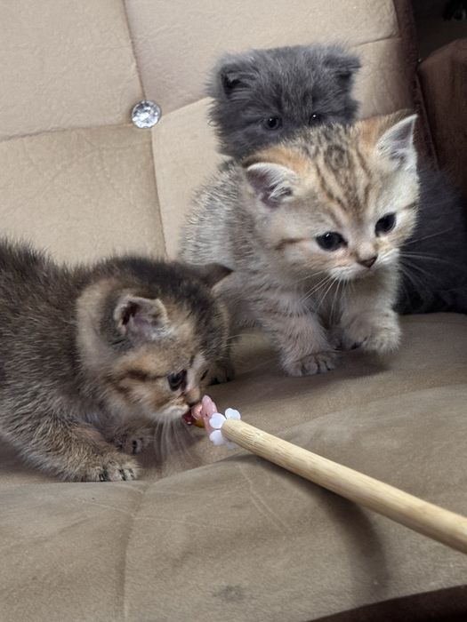 Золотая шиншила продается срочно N11