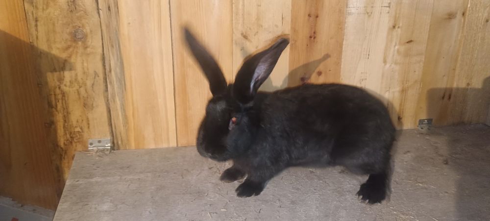 Продажа Кроликов