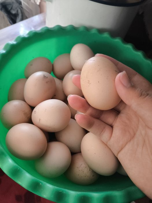 Яйца домашние куриные