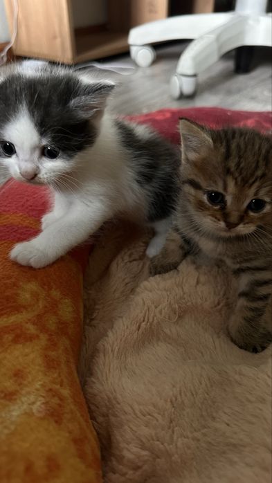 Котятки ищут дом