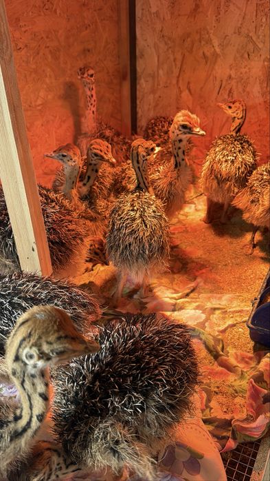 Чёрные африканские страусята страус