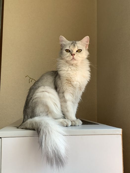 Котята милашки:)СРОЧНО ПРОДАЮ!