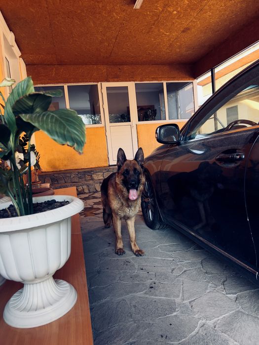 Немецкая овчарка