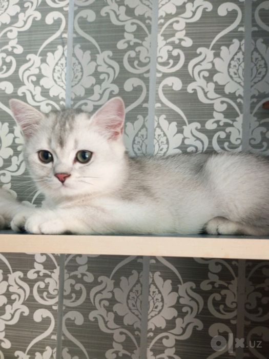 Котята британской шиншиллы мальчики серебристая и чёрное золото,
