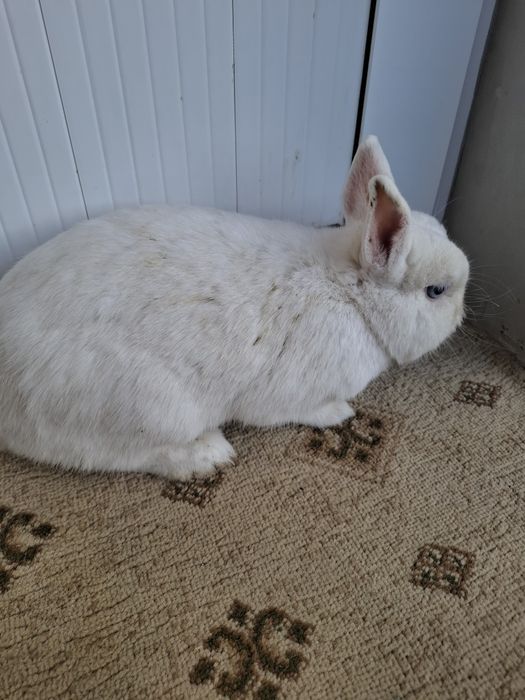 Germelin sames 1 yoshdan oshgan