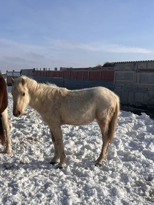 Жабағылар сатылады.