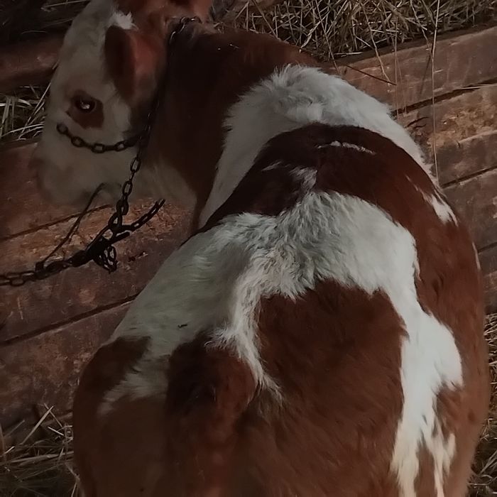 Vând un tauras și o vitea