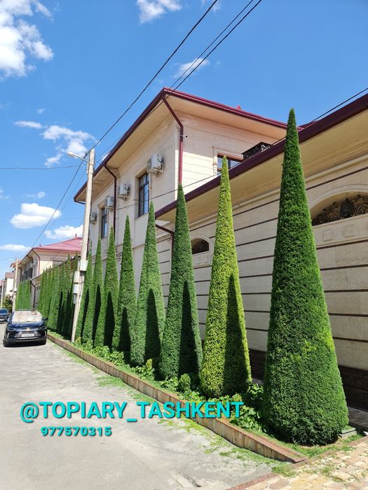 Archa kesish dorilash