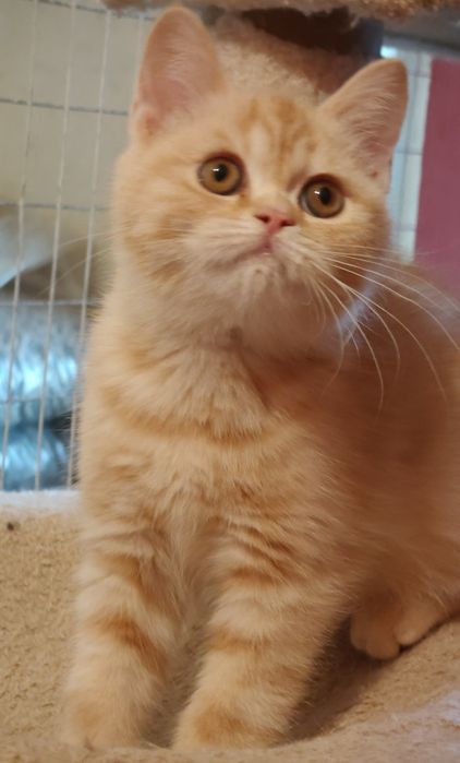 Котик es22 3.5 мес британец