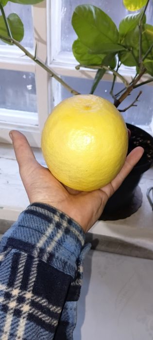 Лимон юбилейный.