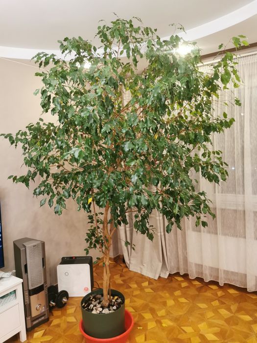 Фикус бенджамина