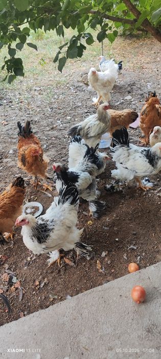 8 oylik brama xórozlar sotiladi (4ta)