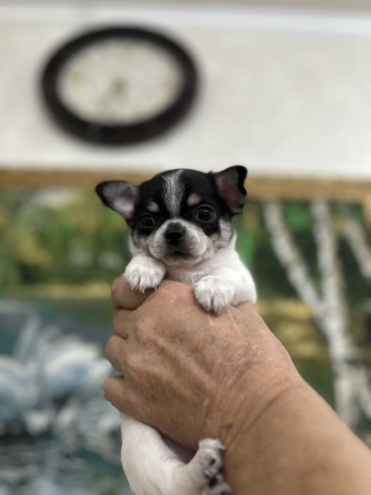 Очаровательные мальчики чихуашечки