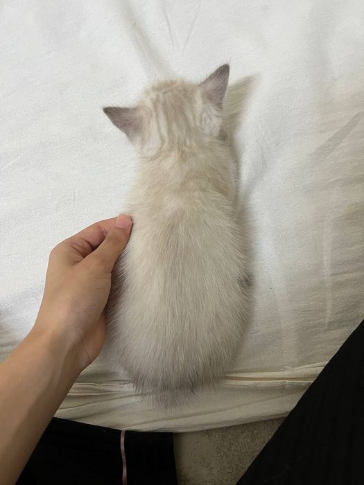 Котенок продистый