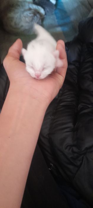 Mushuk bolalari sotiladi 50000