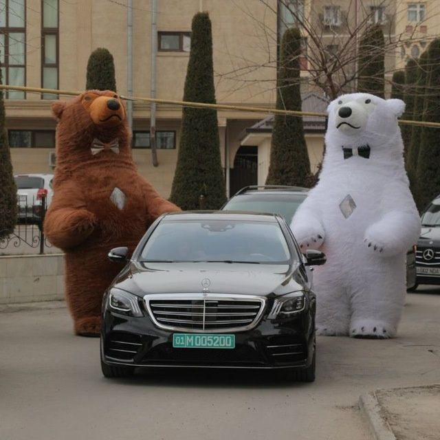 Katta ayiqlar sotiladi srochna