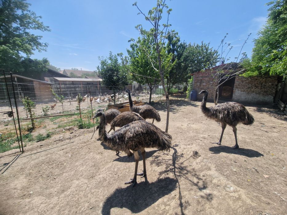 Emu, struti emu, pasari emu